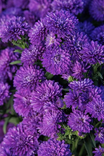 Айстра новобельгійська Блу Байю|Aster novi-belgii Blue Bayou|Айстра новобельгійська Блу Байю 